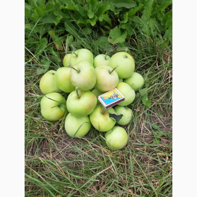 Фото 6. Продам яблоко оптом, сорт Папировка. Урожай 2019 года