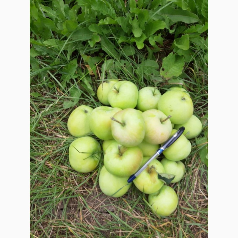 Фото 7. Продам яблоко оптом, сорт Папировка. Урожай 2019 года