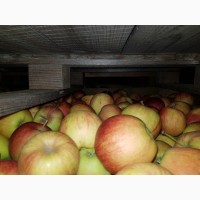 Реалізуєм яблука власного виробництва врожаю 2019 року, Черновицкая обл