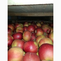 Реалізуєм яблука власного виробництва врожаю 2019 року, Черновицкая обл