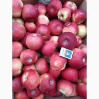 Продам яблука Айдаред малиновий 6, 5