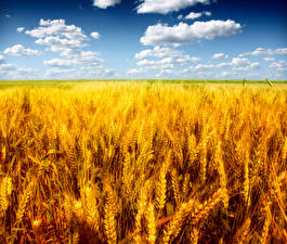 Фото 3. Оптом купуємо пшеницю продовольчу та фуражну.Новий врожай