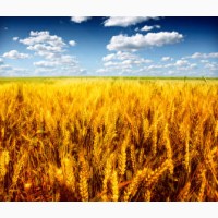 Оптом купуємо пшеницю продовольчу та фуражну.Новий врожай