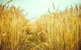 Фото 4. Оптом купуємо пшеницю продовольчу та фуражну.Новий врожай