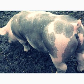 Продам свиней мясной породы по 49 грн/кг