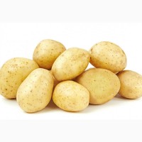 Картопля насіннєва DIDO/ Картофель семенной Дайдо, 1 кг