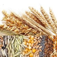 Продаємо зернові по Україні
