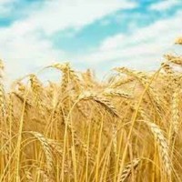 Озимая пшеница Щедрость Одесская