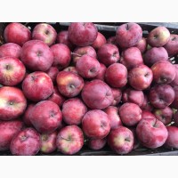 Продам яблоки, урожай 2021г