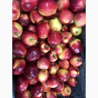 Продам яблоки, урожай 2021г