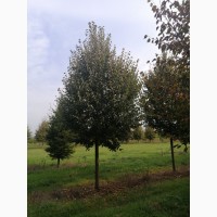 Продаж великомірних 21 річних дерев : Липа, Магнолія, Бук. Самовивіз