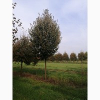 Продаж великомірних 21 річних дерев : Липа, Магнолія, Бук. Самовивіз