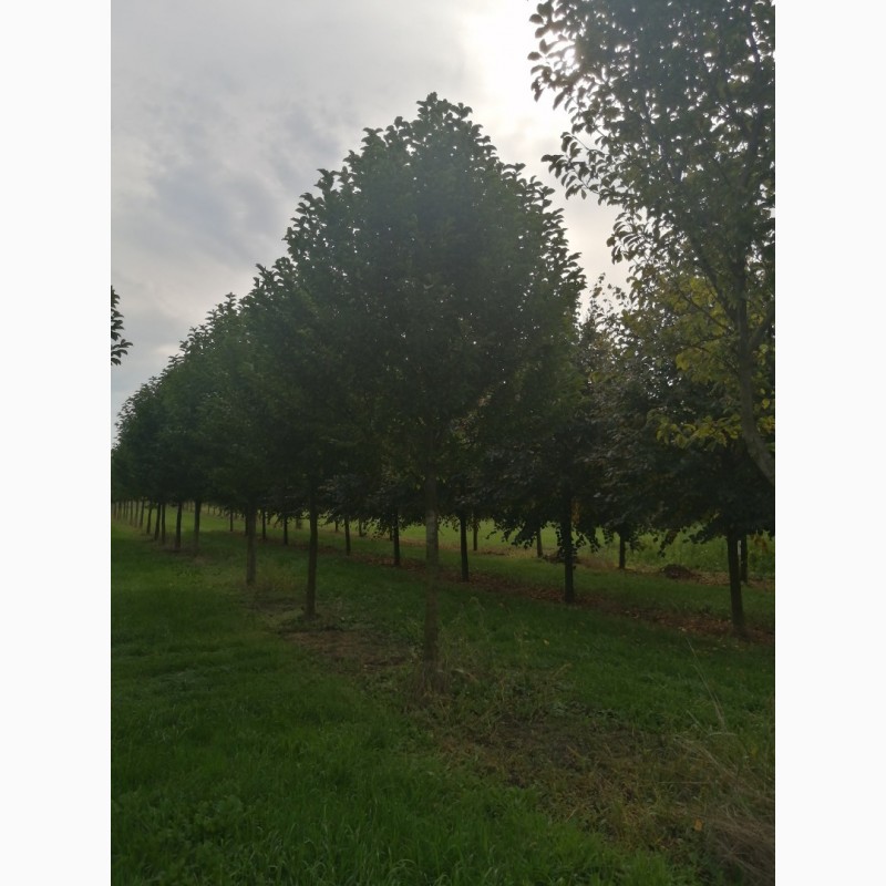 Фото 17. Продаж великомірних 21 річних дерев : Липа, Магнолія, Бук. Самовивіз