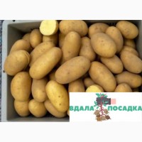 Продам насіннєву картоплю Гранада. Є різні сорти. Надсилання Новою поштою