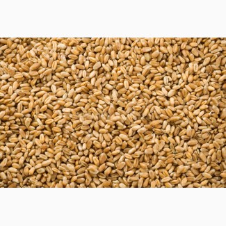 Продам пшеницю 4 кл. 500 т. Урожай 2022