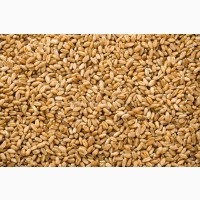 Продам пшеницю 4 кл. 500 т. Урожай 2022
