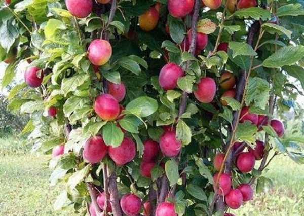 Фото 2. Колоновидные-штамбовые деревья слива, персик, нектарин, груша, яблоня, черешня, абрикос