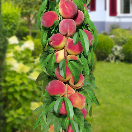 Фото 3. Колоновидные-штамбовые деревья слива, персик, нектарин, груша, яблоня, черешня, абрикос