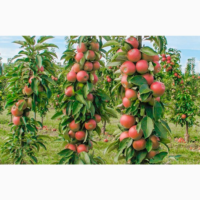 Фото 6. Колоновидные-штамбовые деревья слива, персик, нектарин, груша, яблоня, черешня, абрикос