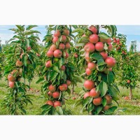 Колоновидные-штамбовые деревья слива, персик, нектарин, груша, яблоня, черешня, абрикос