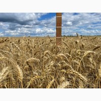 Насіння пшениці м#039;якої озимої Яліта, рр. нн. с
