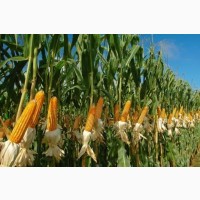На продаж є кукурудза в Чернігівській області, 500тонн