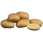 Продам картоплю оптом (санте і рокко)