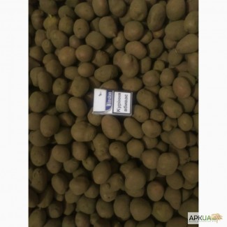 Продам картофель семенной Ривьера 2 репродукция