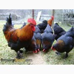 Куплю подрощенных цыплят породы медно-черный Маран(Маранс)