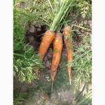 Продам морковь, сорта Танжерина типа Шантане