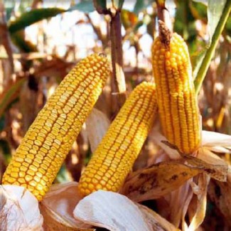 Семена кукурузы Хортица ДН (ФАО - 240)