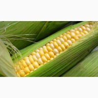 Семена кукурузы Монсанто ДКС 3420 ФАО 280