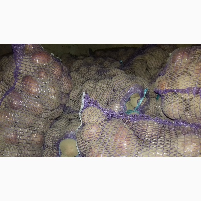 Фото 7. Продам недорого картоплю хорошої якості