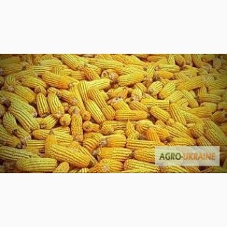 Посевной материал Кукуруза Монблан Оргинатор Семанс Франция Урожайность до 140 ц