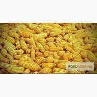 Посевной материал Кукуруза Монблан Оргинатор Семанс Франция Урожайность до 140 ц