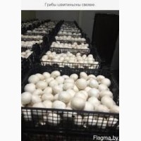 Продам грыбы шампиньоны мелким оптом от производителя