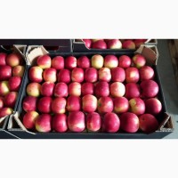 Продаю яблука сорт айдаред газований з холодильника