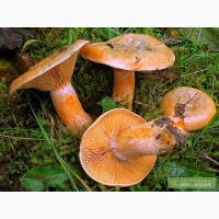 Семена грибов: Рыжик настоящий. Мицелий вешенки