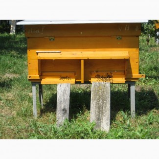 Продам бджолопакети, 120 шт
