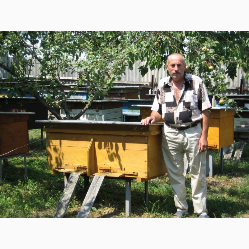 Фото 2. Продам бджолопакети, 120 шт