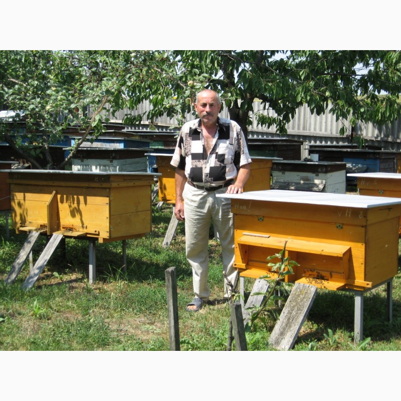 Фото 3. Продам бджолопакети, 120 шт