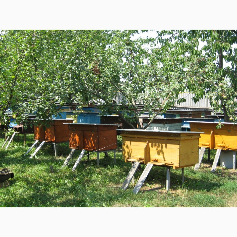 Фото 4. Продам бджолопакети, 120 шт