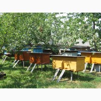 Продам бджолопакети, 120 шт