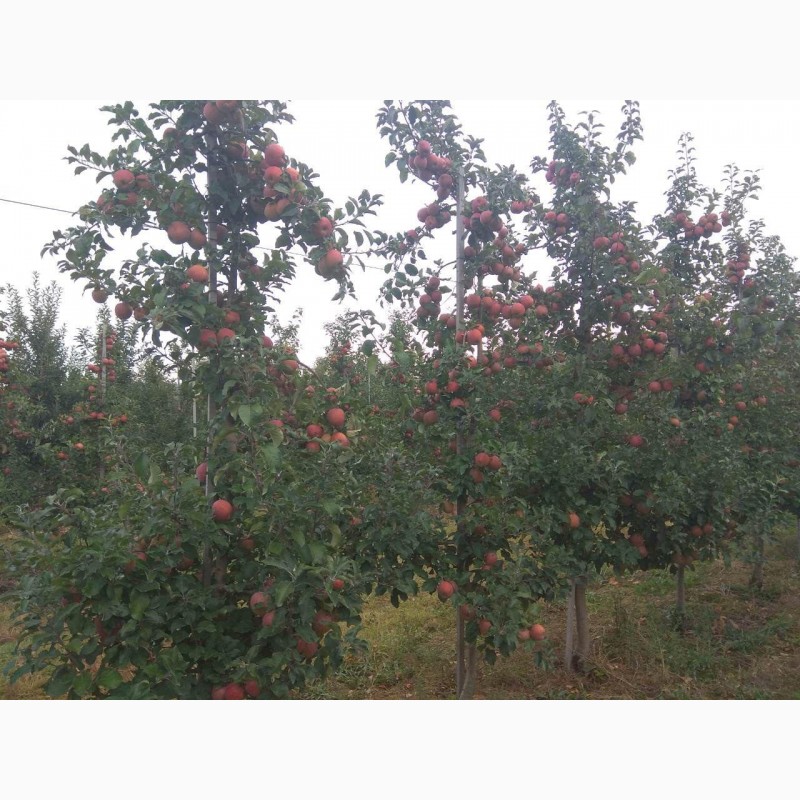 Фото 5. Продам яблука врожаю 2020 з саду
