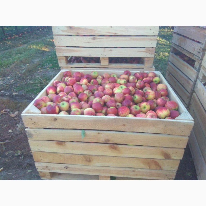 Фото 6. Продам яблука врожаю 2020 з саду