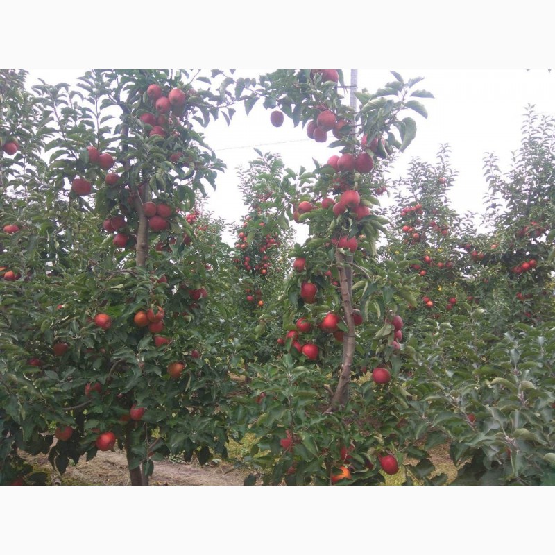 Фото 7. Продам яблука врожаю 2020 з саду