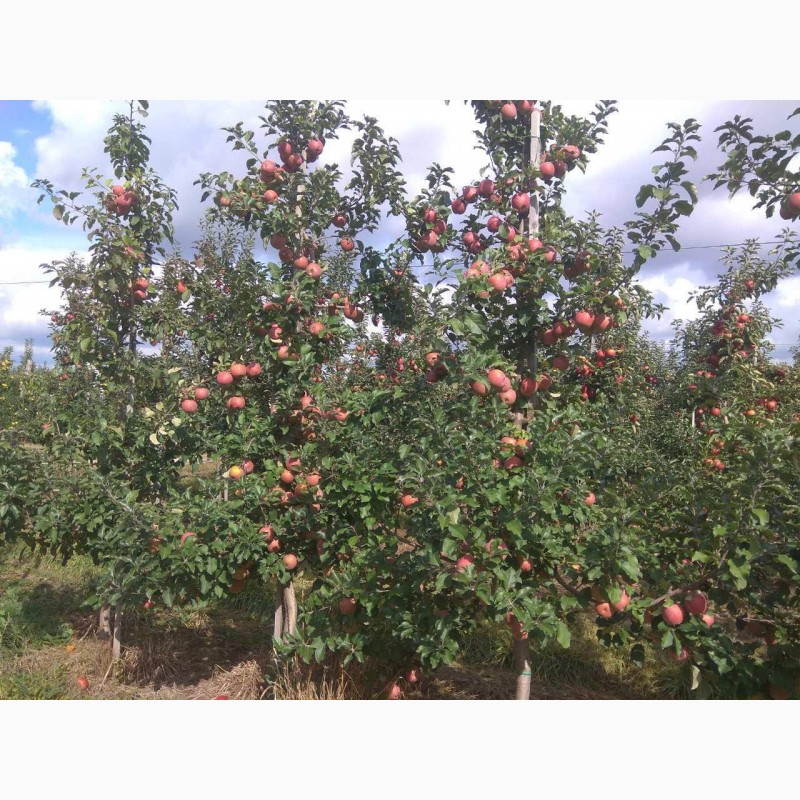 Фото 8. Продам яблука врожаю 2020 з саду