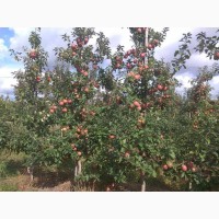 Продам яблука врожаю 2020 з саду
