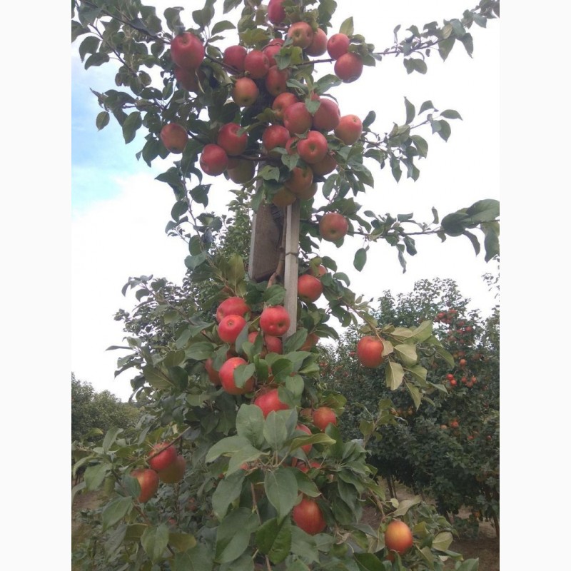 Фото 2. Продам яблука врожаю 2020 з саду