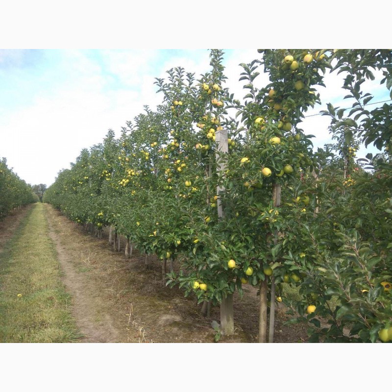 Фото 3. Продам яблука врожаю 2020 з саду
